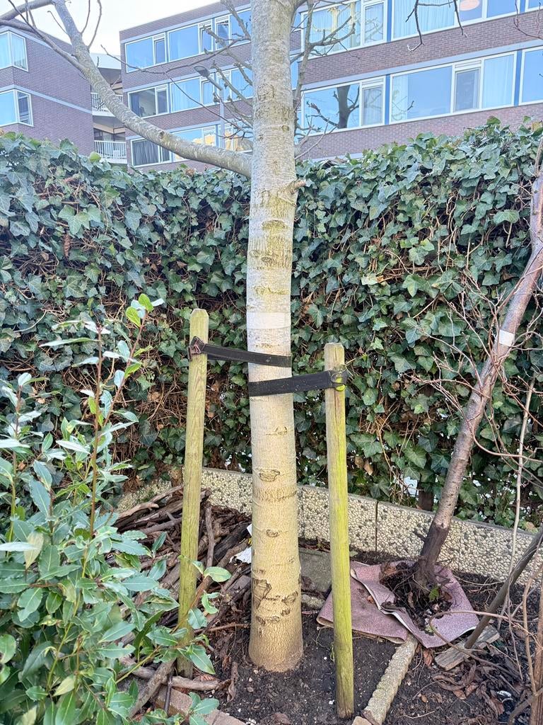 Walnoten boom, Tuin en Terras, Planten | Bomen, Ophalen, Bloeit niet, Volle zon, Overige soorten