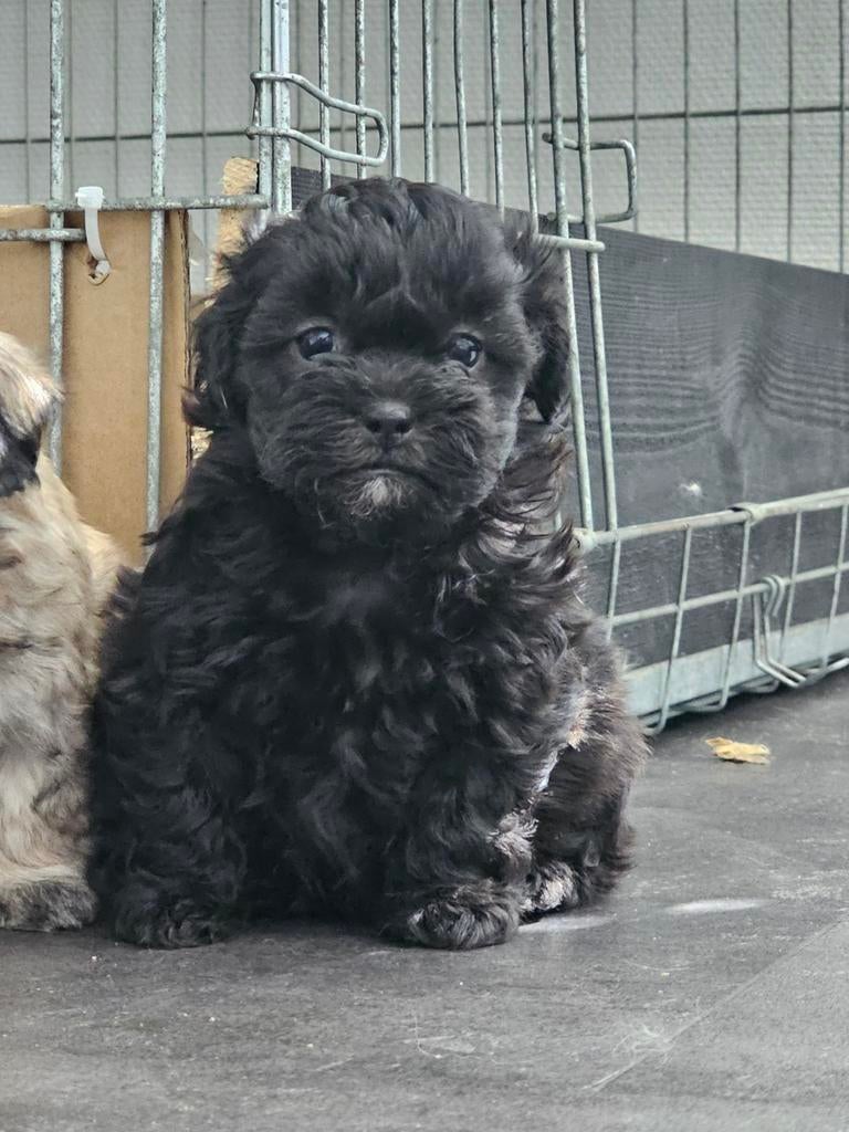 Shipoo reutje, Poedel, Reu, Meerdere, Nederland