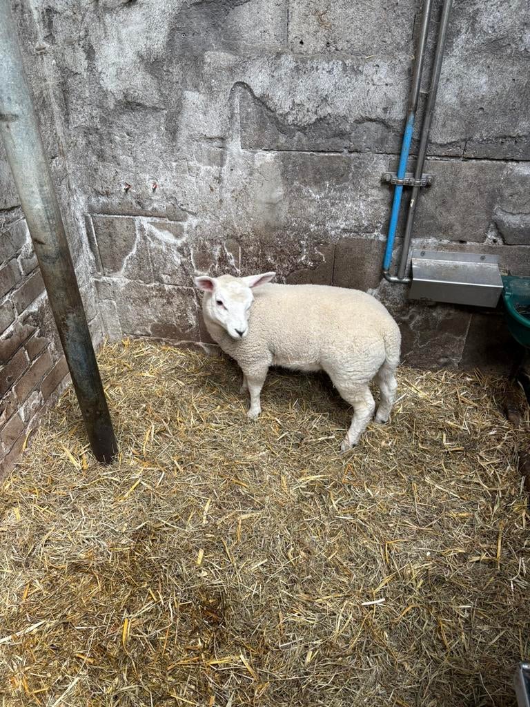 Engelse texelaar x swifrer ooilam, Dieren en Toebehoren, Schapen, Geiten en Varkens, Mannelijk, Schaap
