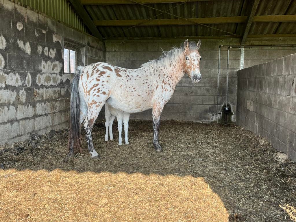 Prachtige appaloosa met hengst veulen, Dieren en Toebehoren, Pony's, Merrie, C pony (1.27m tot 1.37m), 3 tot 6 jaar