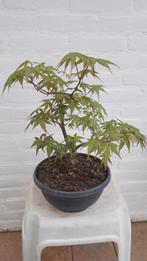 Bonsai Acer Palmatum ever green, Bloeit niet, Halfschaduw, Overige soorten, Minder dan 100 cm