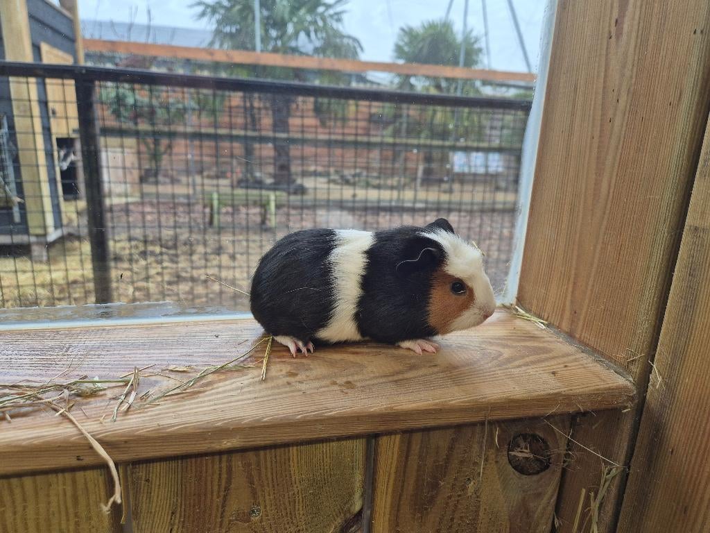 Cavia zeugjes | Jonge cavia's | Gezonde dieren, Dieren en Toebehoren, Knaagdieren, Cavia, Februari, Vrouwelijk, Tam