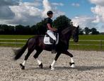 8 jarige Friese ruin Jorn 430 x Wikke 404, M2 geklasseerd, Dieren en Toebehoren, Paarden, Ruin, M, Dressuurpaard, 7 tot 10 jaar