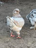 Koppel king duiven te koop kingduiven, Meerdere dieren, Overige soorten