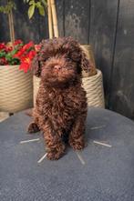 Maltipoo pup choco reutje, Dieren en Toebehoren, 8 tot 15 weken, Parvo, Meerdere, Nederland
