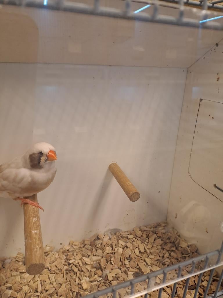 Koppel zebravinken zwartwang wang., Dieren en Toebehoren, Vogels | Overige Vogels, Meerdere dieren, Geringd