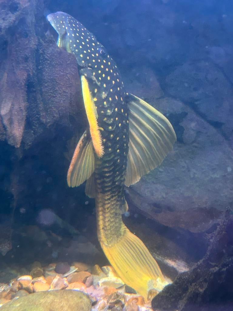 Luteus pleco, Dieren en Toebehoren, Vissen | Aquariumvissen, Vis