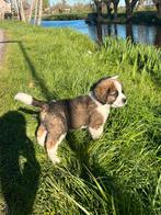 Mooie kruising Berner Sennen X Sint-Bernard pups, 8 tot 15 weken, Groot, Meerdere, Meerdere dieren