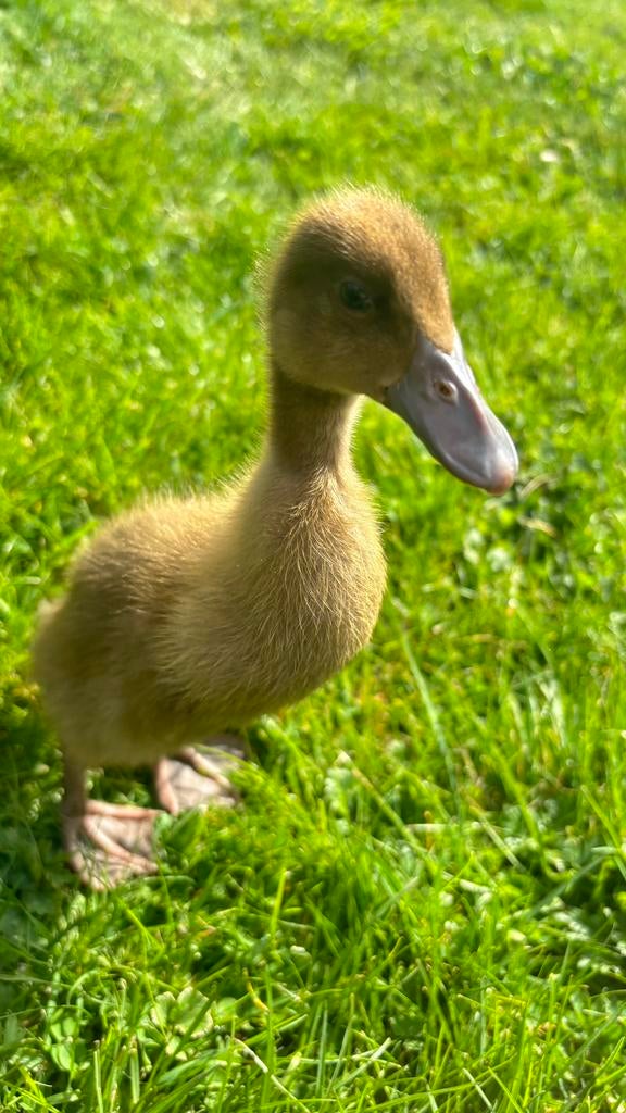 Indische Loopeend kuikens, Dieren en Toebehoren, Pluimvee, Geslacht onbekend, Eend