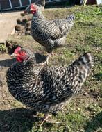 Jonge Noordhollandse Blauwe hennen, Dieren en Toebehoren, Pluimvee, Vrouwelijk, Kip