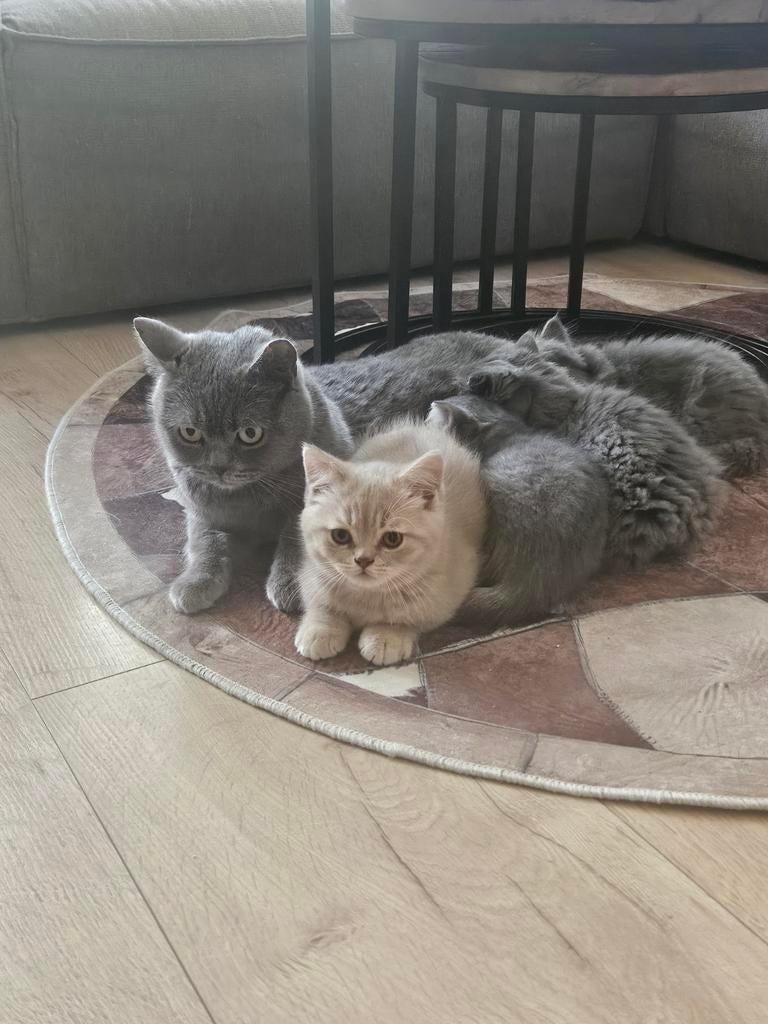 Raszuivere Britse Korthaar kittens, Dieren en Toebehoren, Katten en Kittens | Raskatten | Langhaar, Meerdere dieren