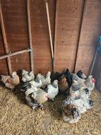 Broedeieren beschikbaar Brahma's, Dieren en Toebehoren, Pluimvee, Geslacht onbekend, Kip