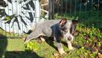 Australian cattle dog pups, 8 tot 15 weken, Meerdere, Meerdere dieren, Herder