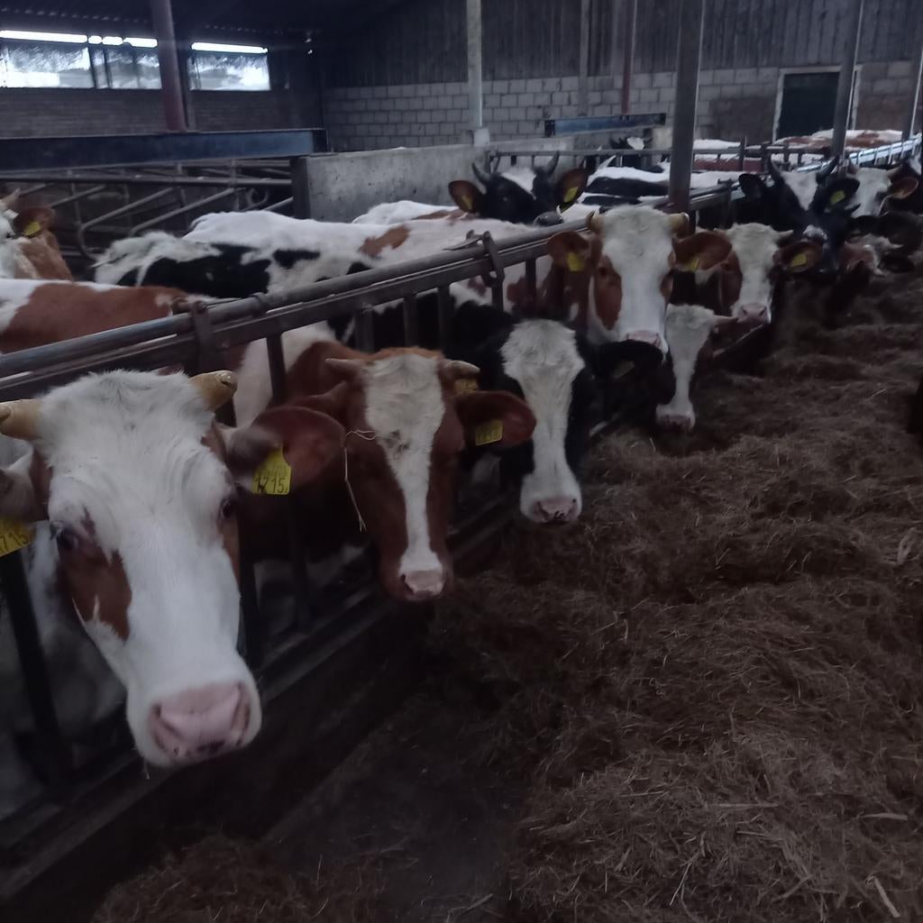 Pinken van 1 jaar en ouder, Dieren en Toebehoren, Runderen