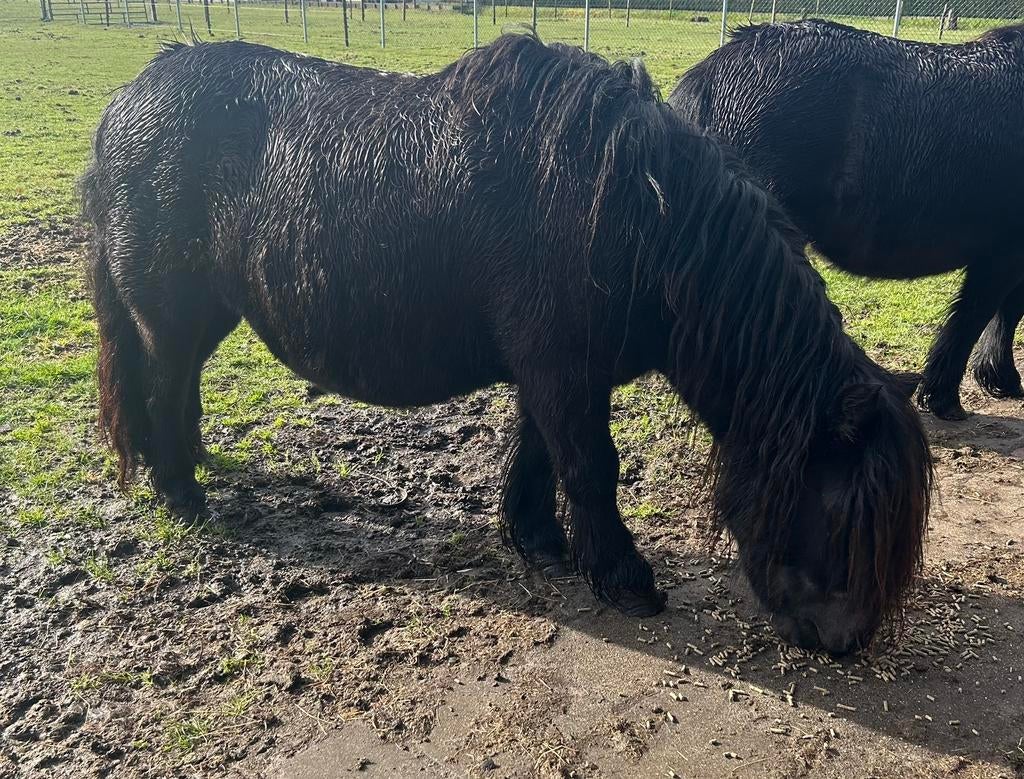 merrie, Merrie, A pony (tot 1.17m), Ontwormd, 7 tot 10 jaar