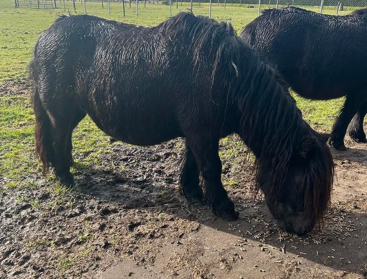 Drachtige merrie, Dieren en Toebehoren, Pony's, Merrie, A pony (tot 1.17m), 7 tot 10 jaar, Ontwormd