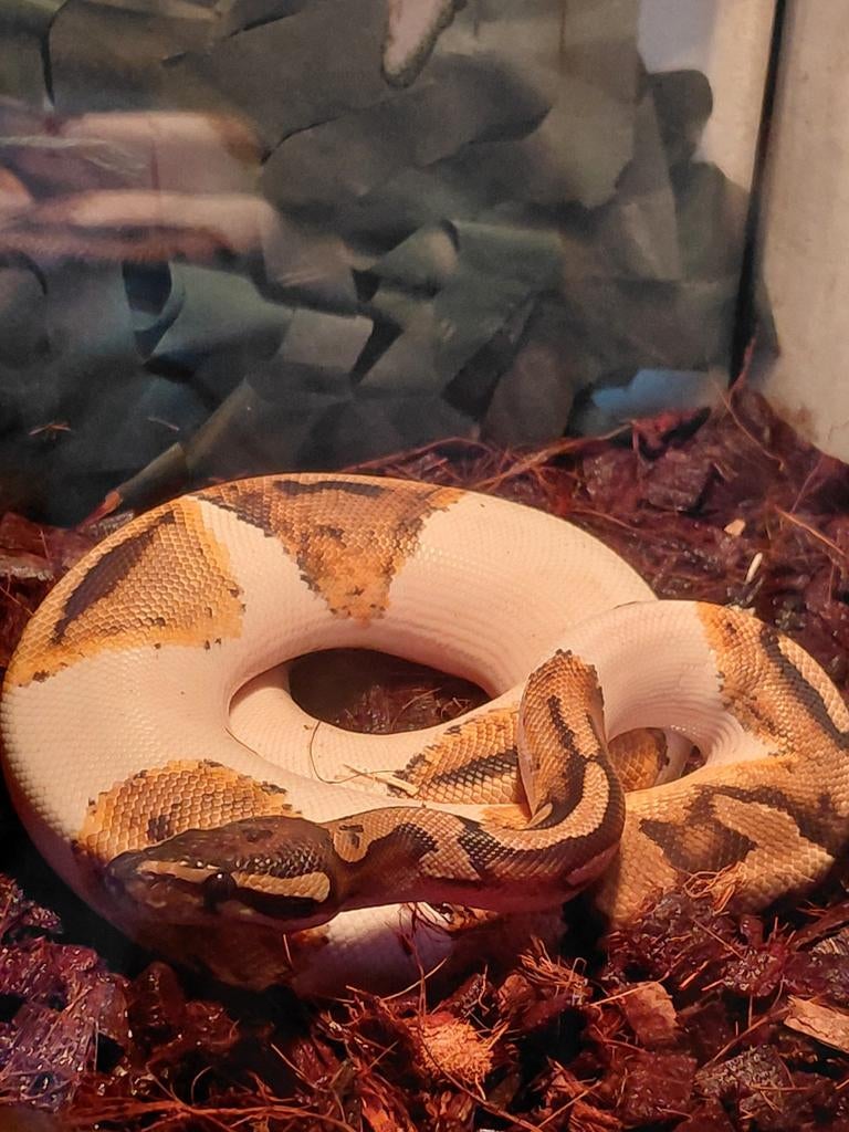 Ball python mannetje Ball Python - male for sale from jasmijn jacobs