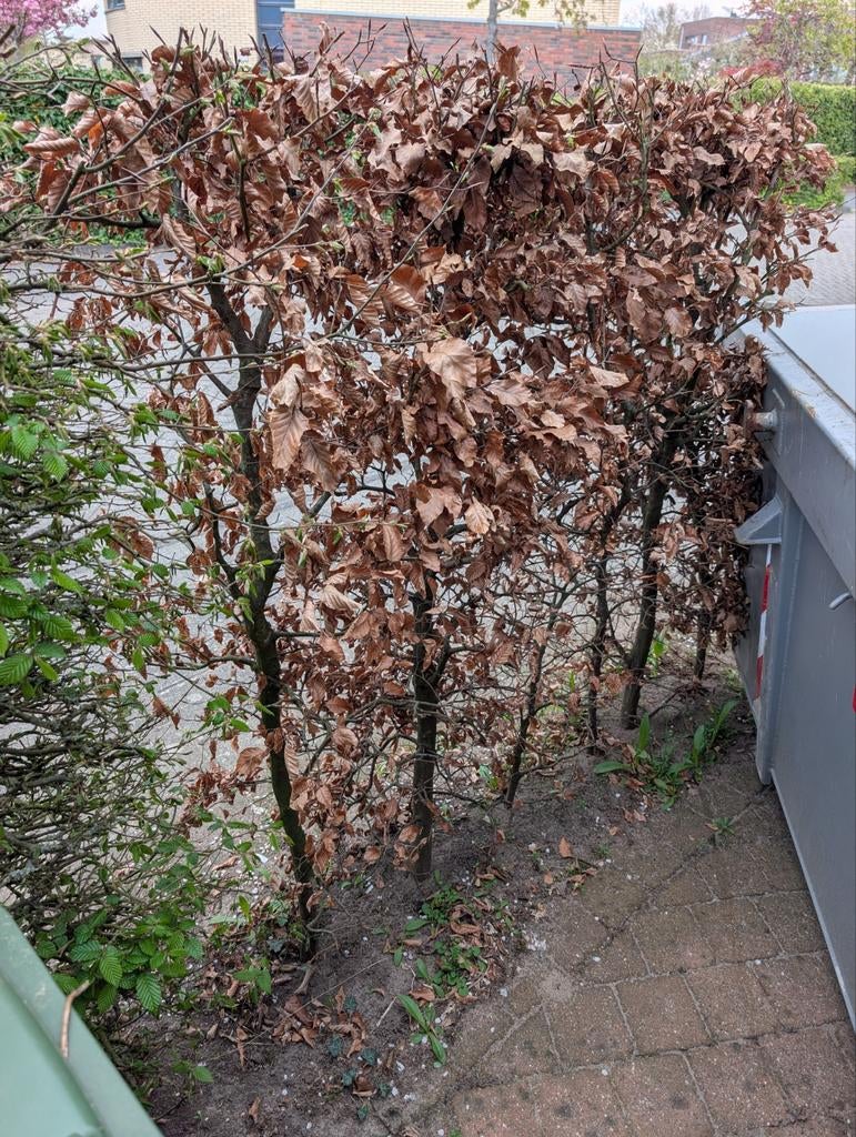 Beuken, Ophalen, Bloeit niet, Halfschaduw, Overige soorten