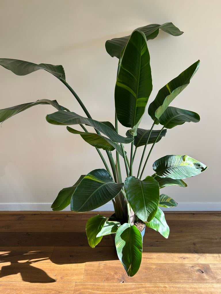 Strelitzia Nicolai variegata, Huis en Inrichting, Kamerplanten, Ophalen, Halfschaduw, 150 tot 200 cm