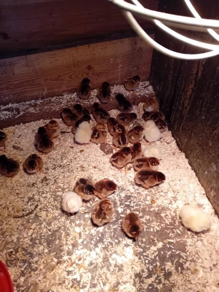 Jonge kuikens te koop  Barnevelds en 5 favorolle, Dieren en Toebehoren, Pluimvee, Meerdere dieren, Kip