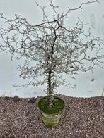 Corokia Cotoneaster p18 h60, Ophalen of Verzenden, Halfschaduw, Minder dan 100 cm