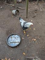 Haan van het Twentse hoen, Dieren en Toebehoren, Mannelijk, Kip