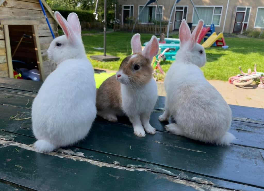 Dwergkonijn rammetjes, Dieren en Toebehoren, Konijnen, Mannelijk, Dwerg
