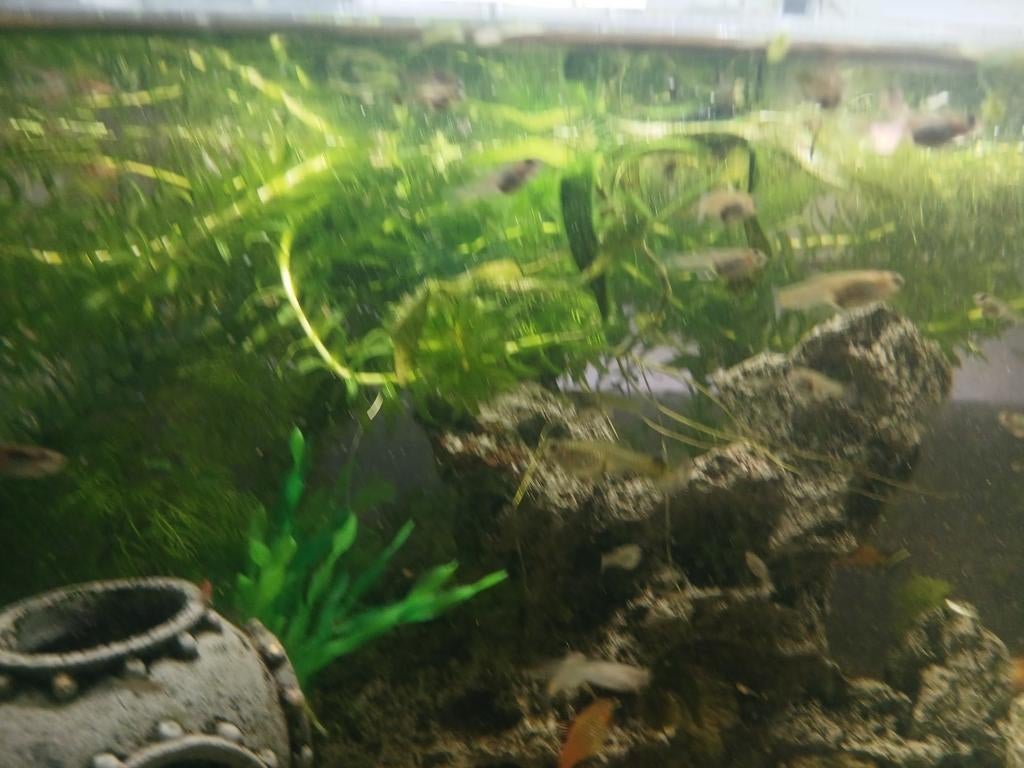 Jonge guppy's te koop, Dieren en Toebehoren, Vissen | Aquariumvissen, Vis