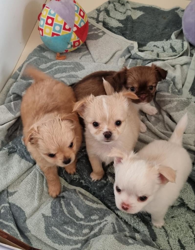Chihuahua puppy's beschikbaar, Meerdere, Meerdere dieren, Chihuahua, Nederland