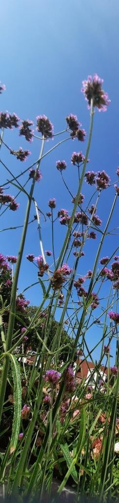 Verbena IJzerhard Zaden - Elegante Paarse Bloemen, Ophalen, Voorjaar, Volle zon, Zaad