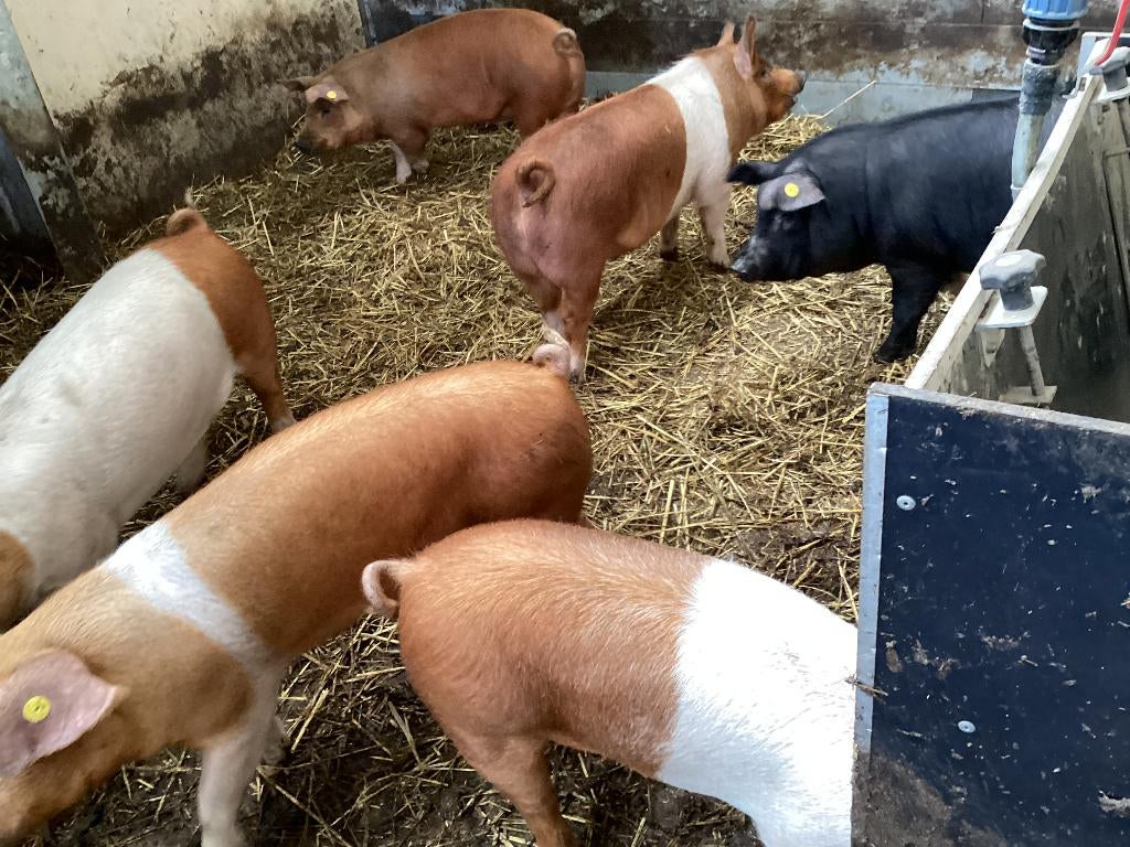 Husumer scharrel varkens 15-11 geboren krijgen vollop voer, Meerdere dieren, Varken, 0 tot 2 jaar