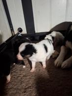 Prachtige Dutch laika pups.  Yakutian Laika, x Samojeed mix, Dieren en Toebehoren, Parvo, 8 tot 15 weken, Poolhond, Meerdere