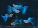 Singa blue tail guppen Thailand, Dieren en Toebehoren, Vissen | Aquariumvissen, Vis