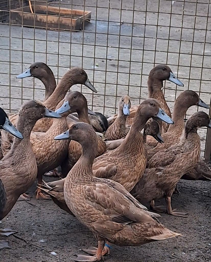 Broedeieren campbell, Dieren en Toebehoren, Pluimvee, Geslacht onbekend, Eend