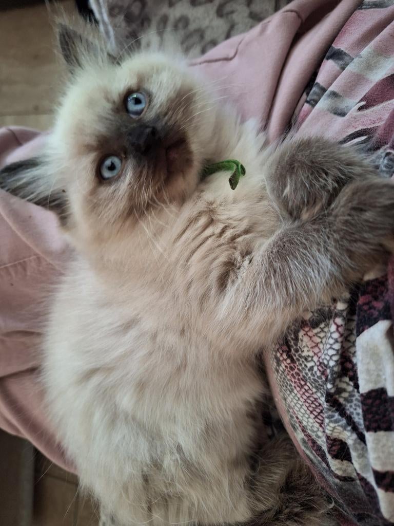 Ragdoll kittens met stamboom, Dieren en Toebehoren, Katten en Kittens | Raskatten | Langhaar, Meerdere dieren, Met stamboom, 0 tot 2 jaar