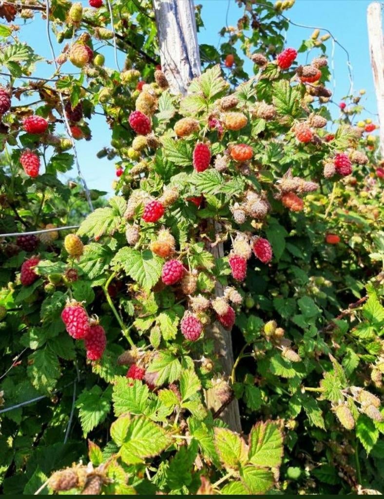 Klimmende rode zomer framboos grote frambozen, Ophalen, Volle zon