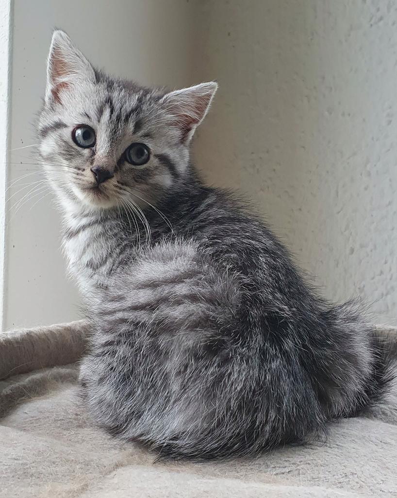 Brits korthaar x Maine Coon kittens-lief en gezond, 0 tot 2 jaar
