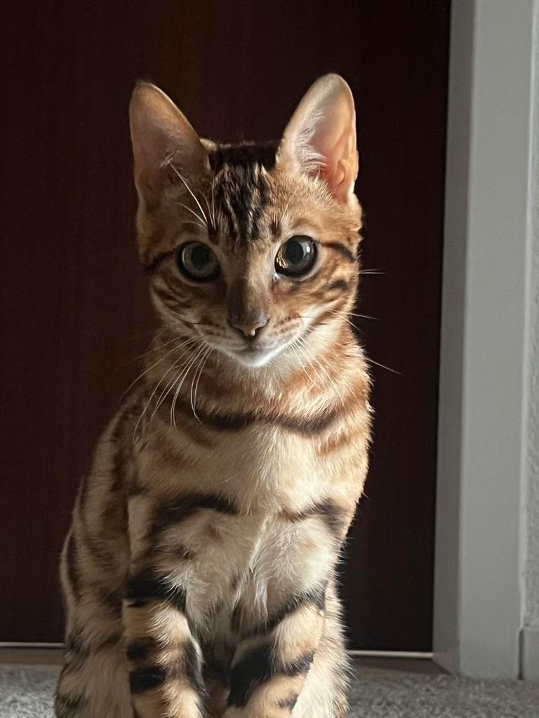 Bengaal poes, Poes, Gechipt, 0 tot 2 jaar