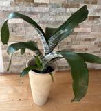 Bromelia roze in pot, Huis en Inrichting, Kamerplanten, Overige soorten, In pot, Minder dan 100 cm, Bloeiende kamerplant