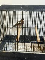 Te koop Europese vink man, Mannelijk, Wildzangvogel, Geringd