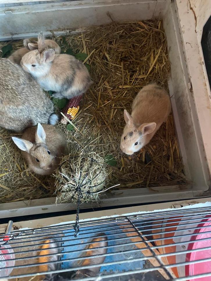 Konijntje, Dieren en Toebehoren, Konijnen, Groot, Geslacht onbekend, 0 tot 2 jaar