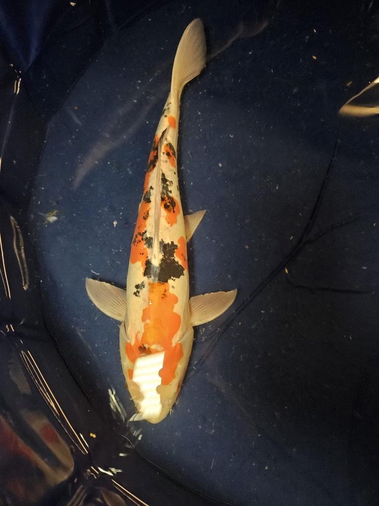 doitsu showa Japanse koi, Karper of Koi