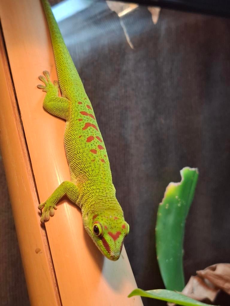 Phelsuma grandis, Hagedis, 0 tot 2 jaar