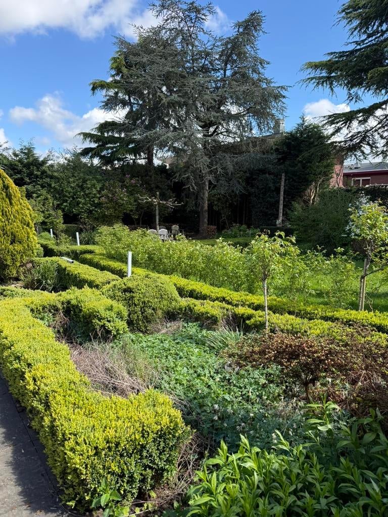 Gratis af te halen: grote hoeveelheid buxus, Tuin en Terras, Planten | Bomen, Bloeit niet, Overige soorten, Minder dan 100 cm