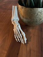 Voetskelet, Ophalen of Verzenden, Zo goed als nieuw