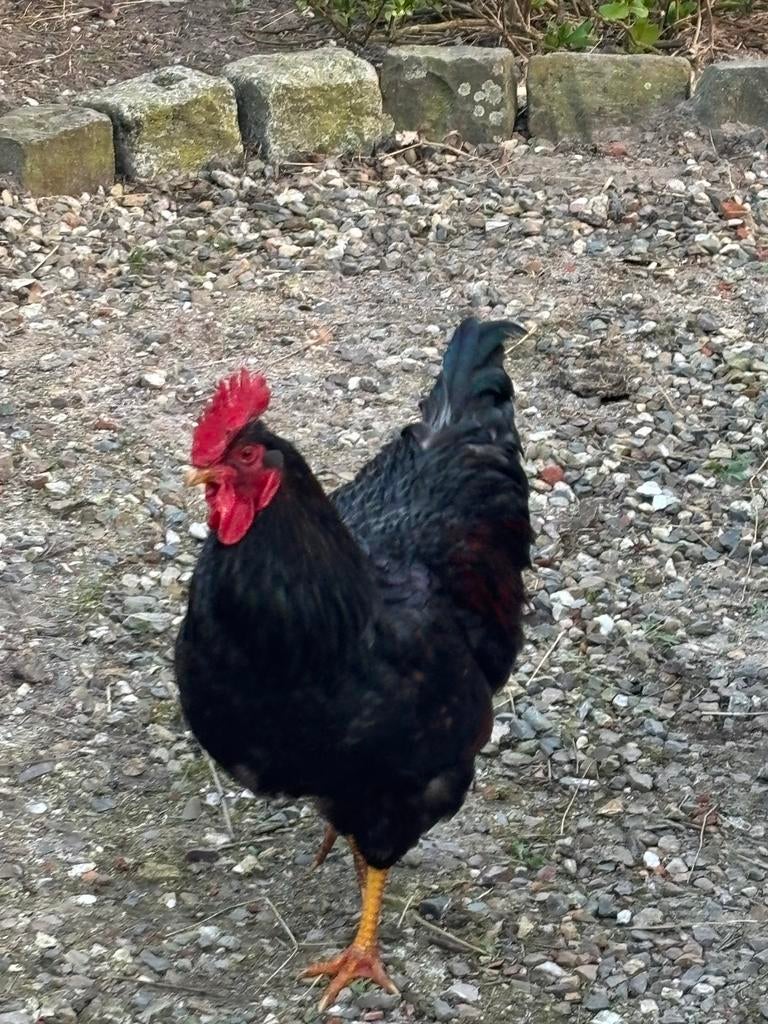 Dubbel gezoomd barnaveld hanen, Dieren en Toebehoren, Mannelijk, Kip
