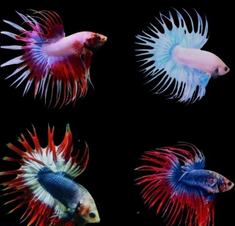 Stuntprijzen: Betta - Crowntail Male vele kleuren aanwezig!, Vis, Zoetwatervis
