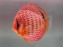 discus red turquoise 10/12 cm €60,-, Dieren en Toebehoren, Vissen | Aquariumvissen, Vis, Zoetwatervis