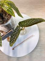 Begonia Tamaya stekjes | roze of witte bloemen, Ophalen of Verzenden, Halfschaduw, Minder dan 100 cm