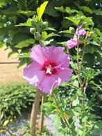 Hibiscus struik - prachtige bloeier voor uw tuin, Ophalen, Overige soorten, Struik, 100 tot 250 cm